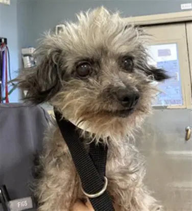 Ethel - Terrier