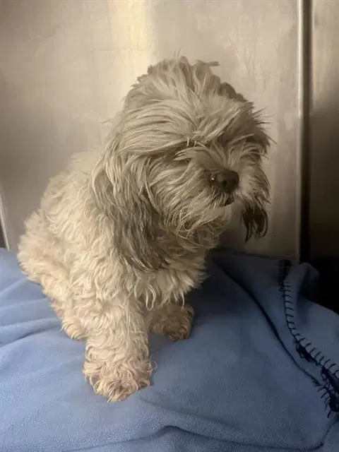Timmy - Shih Tzu