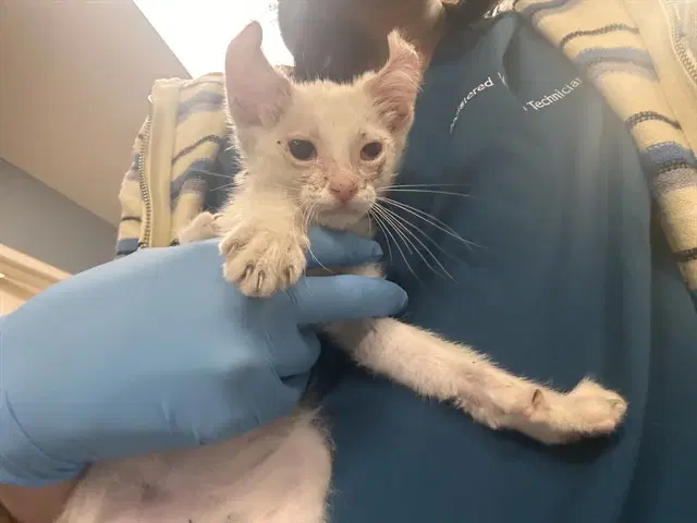 Gizma - Domestic Short Hair