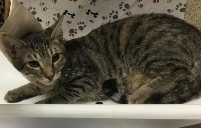 Eeny - Domestic Short Hair