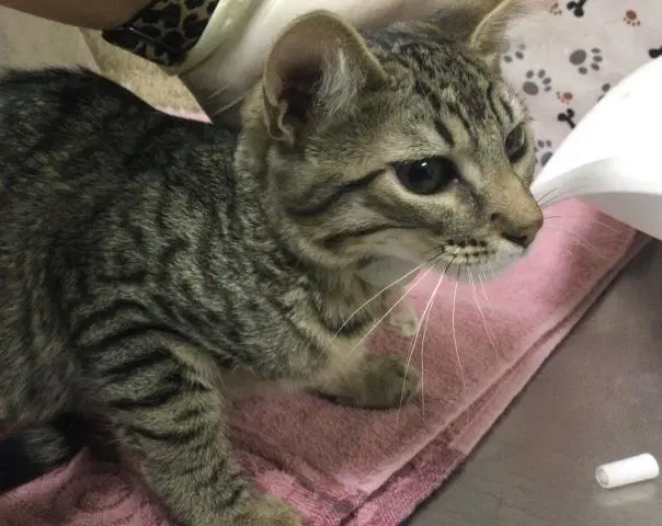 Meeny - Domestic Short Hair