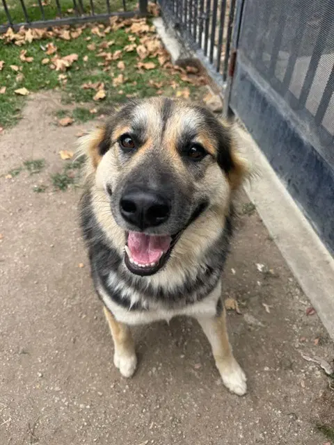 Bellie - German Shepherd Dog