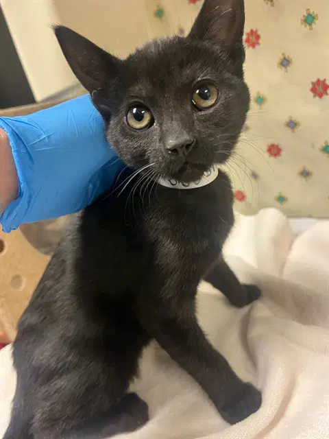 Stella - Domestic Short Hair