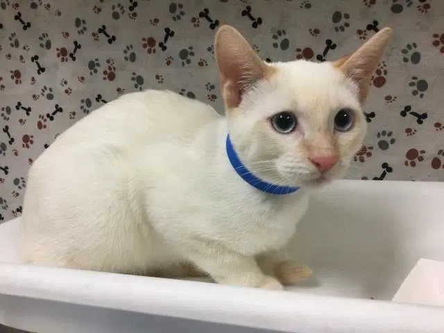 Pinky - Domestic Short Hair