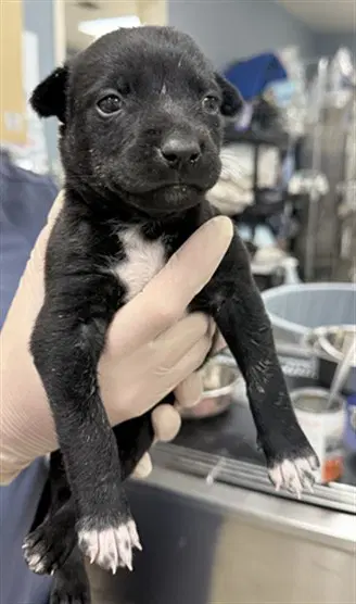 Unknown - German Shepherd Dog
