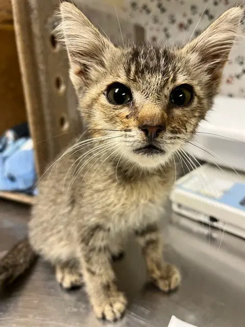 Bud - Domestic Short Hair