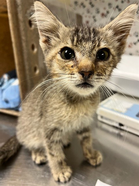 BUD, a cat for adoption from Riverside County Animal Control - Riverside Shelter