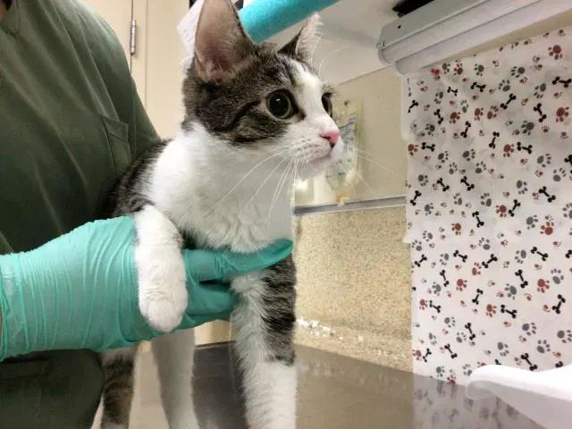Lucy - Domestic Short Hair