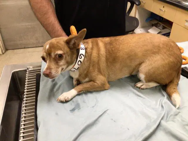 Jazzy - Chihuahua