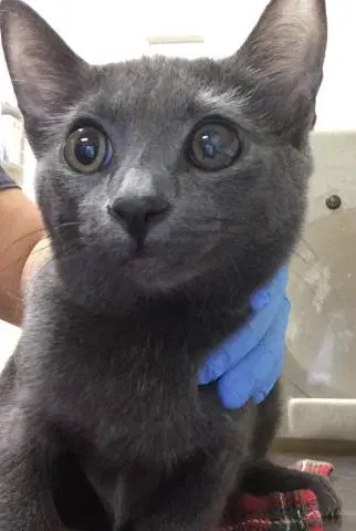 Betty - Domestic Short Hair