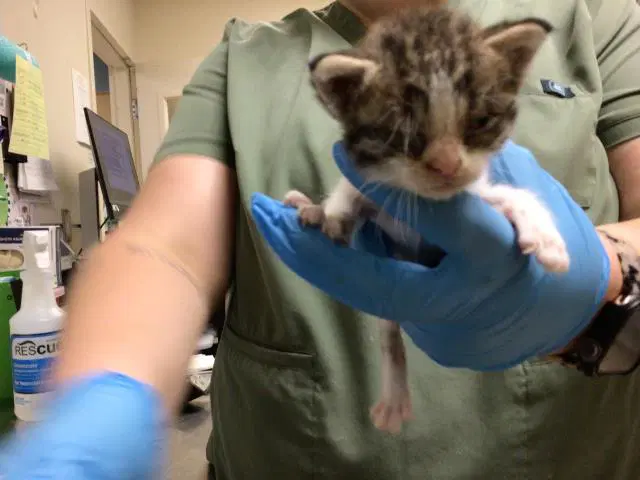 Unknown - Domestic Short Hair