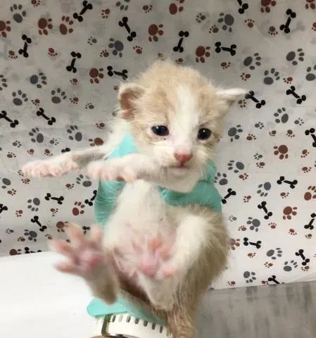 Unknown - Domestic Short Hair