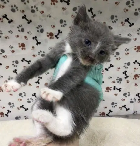 Donatello - Domestic Short Hair
