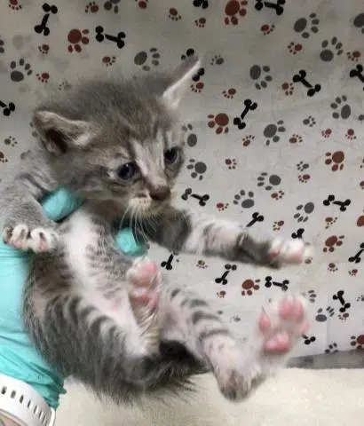 Raphael - Domestic Short Hair