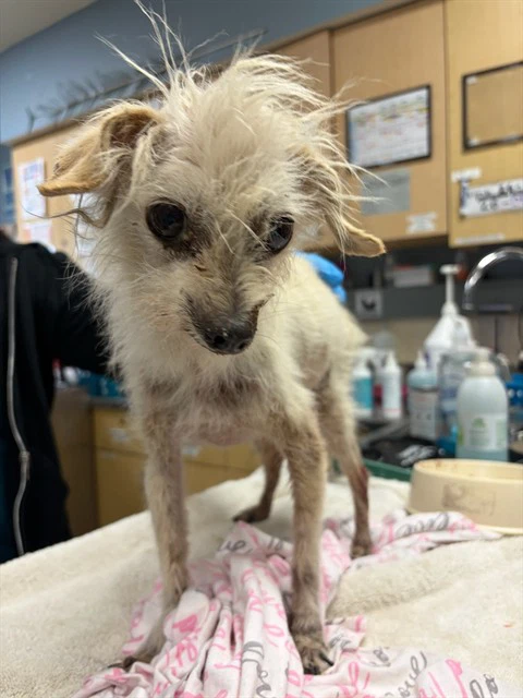 Gizmo