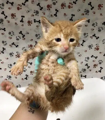 Ed - Domestic Short Hair
