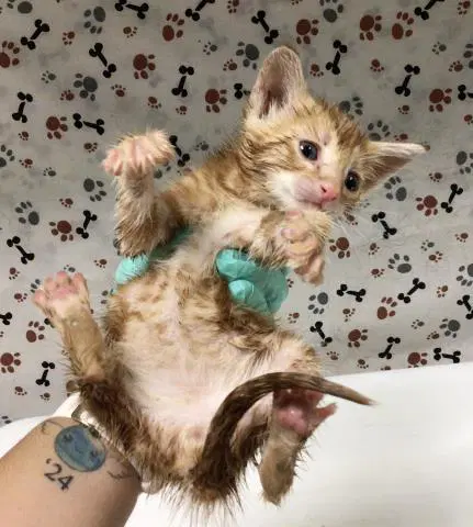 Edd - Domestic Short Hair