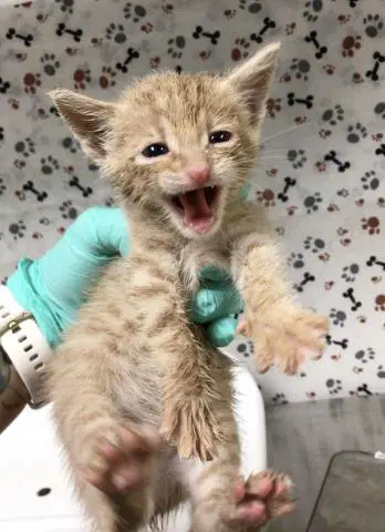 Eddy - Domestic Short Hair