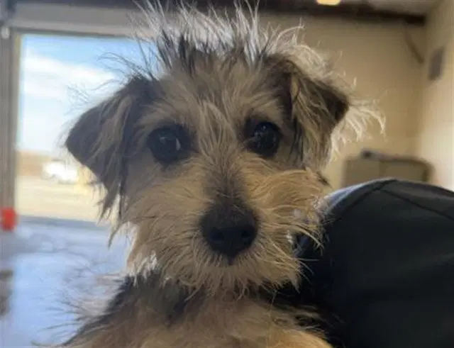 Pepper - Terrier