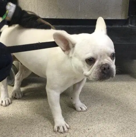 Daffodil - French Bulldog