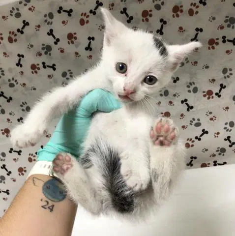 Gabriel - Domestic Short Hair