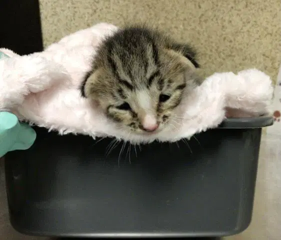 Paloma - Domestic Short Hair