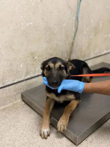 Unknown - German Shepherd Dog