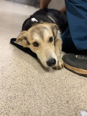 Unknown - German Shepherd Dog