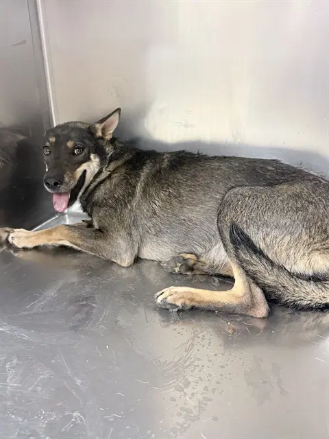 Ari - German Shepherd Dog
