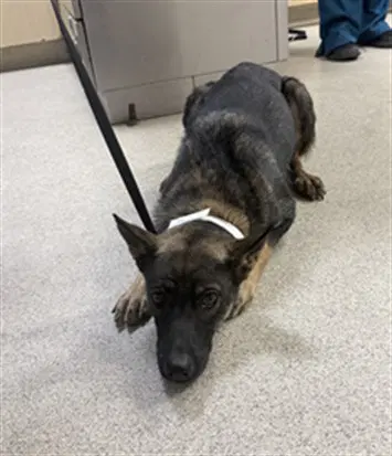Carmela - German Shepherd Dog