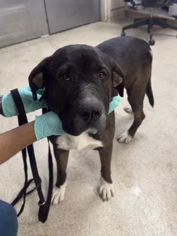 Eeyore - Pit Bull Terrier