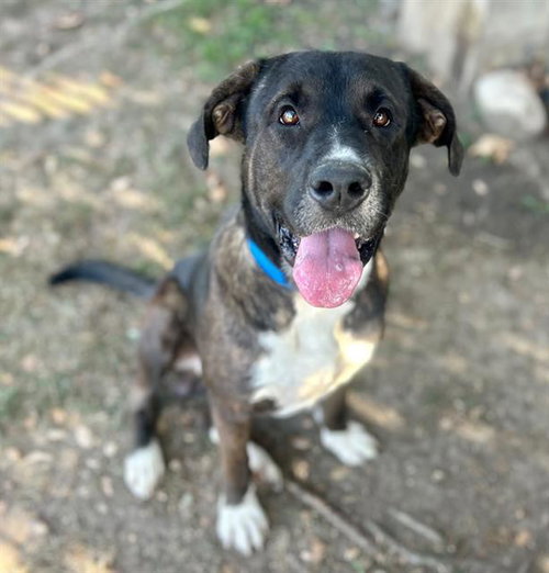 EEYORE, a dog for adoption from Riverside County Animal Control - Riverside Shelter