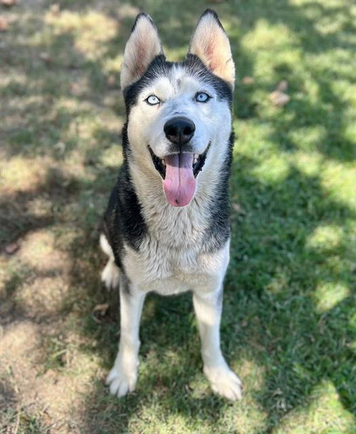 LASKA, a dog for adoption from Riverside County Animal Control - Riverside Shelter