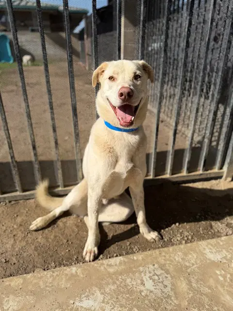 Milo - Labrador Retriever