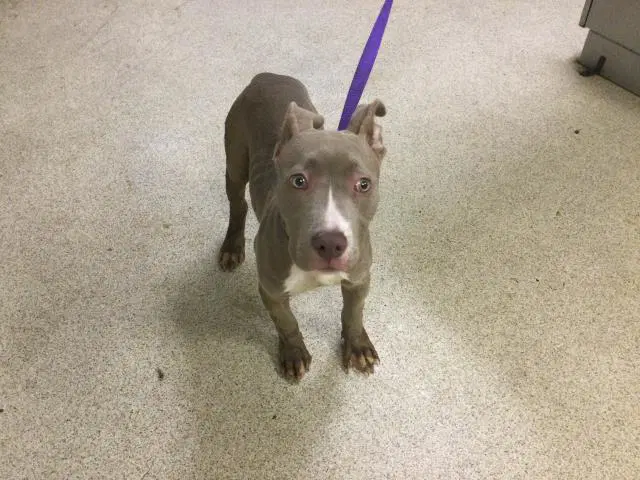 Lucie - Pit Bull Terrier