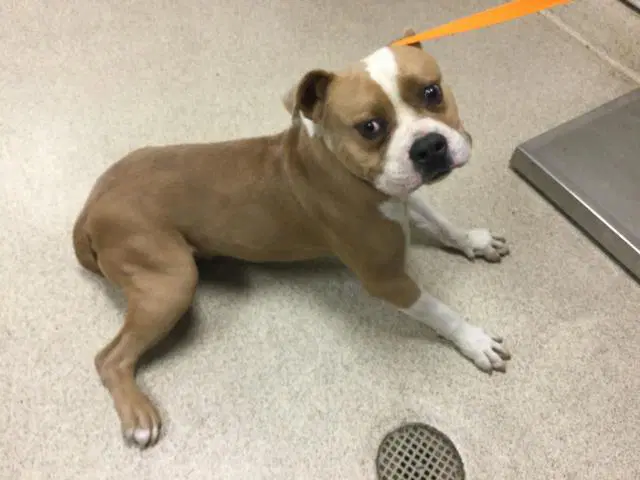 King - Pit Bull Terrier