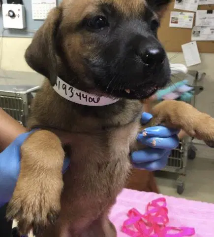 Unknown - Belgian Shepherd Malinois