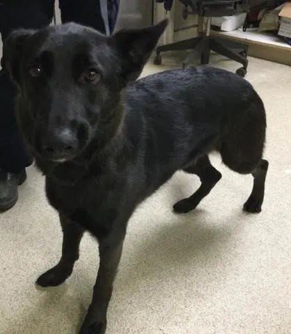 Xena - German Shepherd Dog