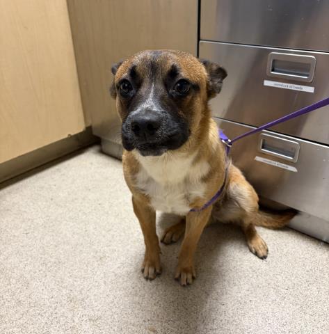 Gooby