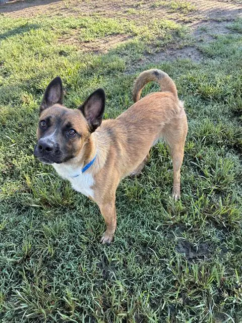 Gooby - Australian Cattle Dog/Blue Heeler