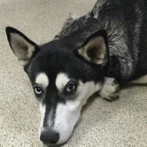 Everest - Siberian Husky