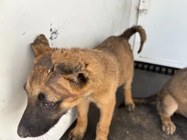 Sweet Tea - German Shepherd Dog