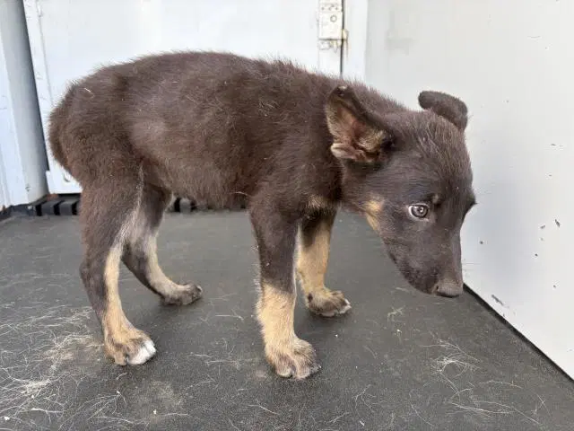 Flower - German Shepherd Dog