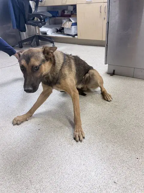 Rohan - German Shepherd Dog