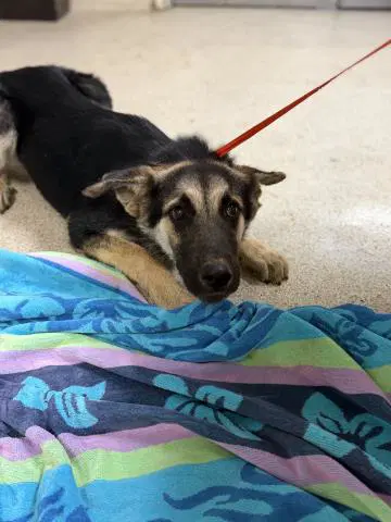 Unknown - German Shepherd Dog