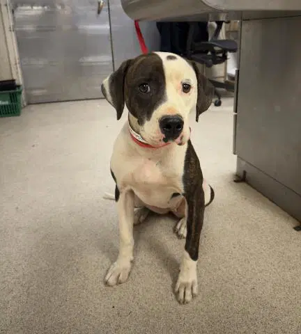 S'more - Pit Bull Terrier