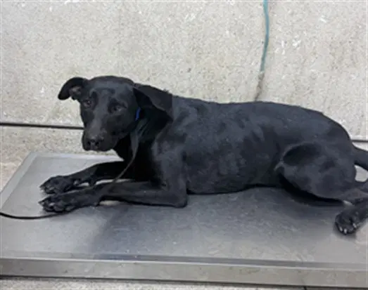 Lalo - Labrador Retriever