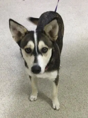 Tawny - Siberian Husky