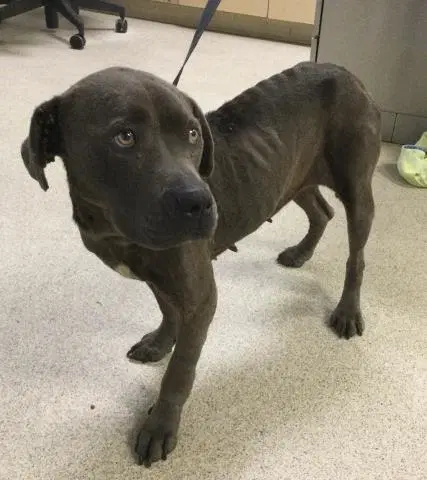 Bellatrix - Pit Bull Terrier