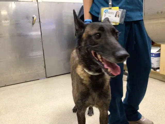 Poppy - Belgian Shepherd Malinois